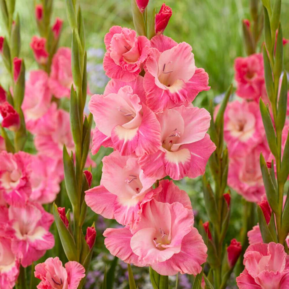 Gladiolus 'Pink Parrot'