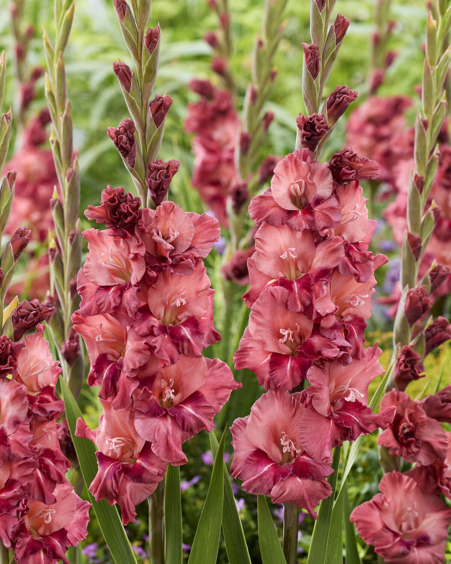 Gladiolus 'Rusty Chestnut®'