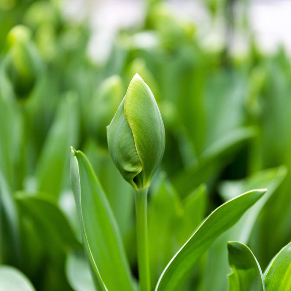Tulipan 'Green Power'