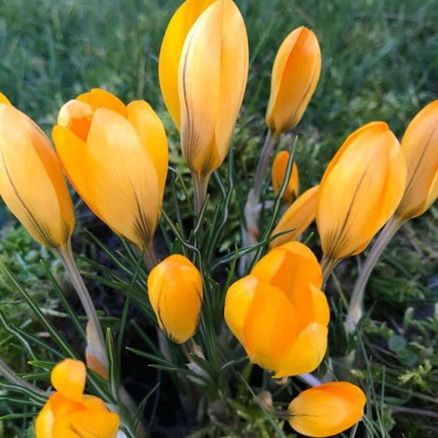 Krokus gul