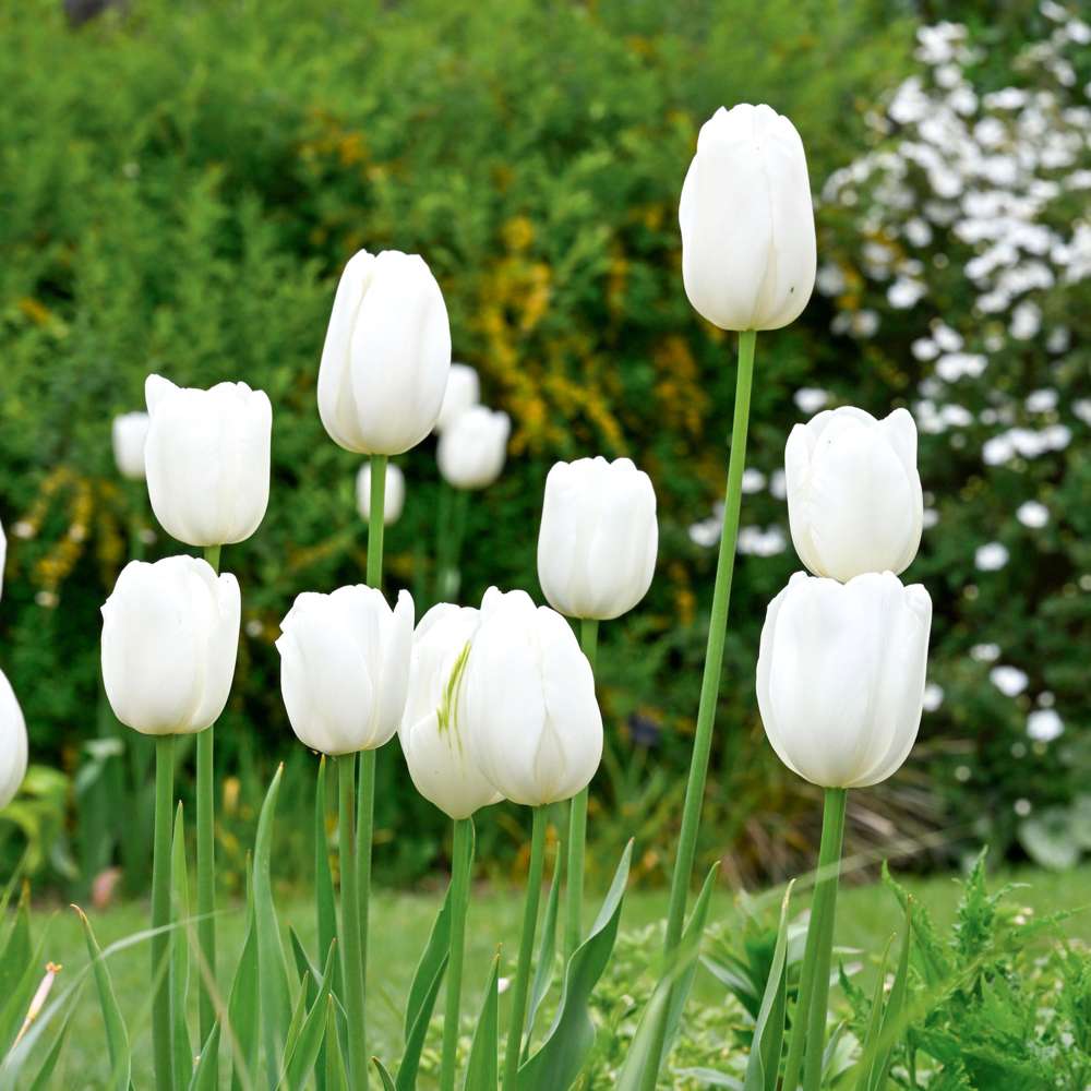 Tulipan 'Hakuun'