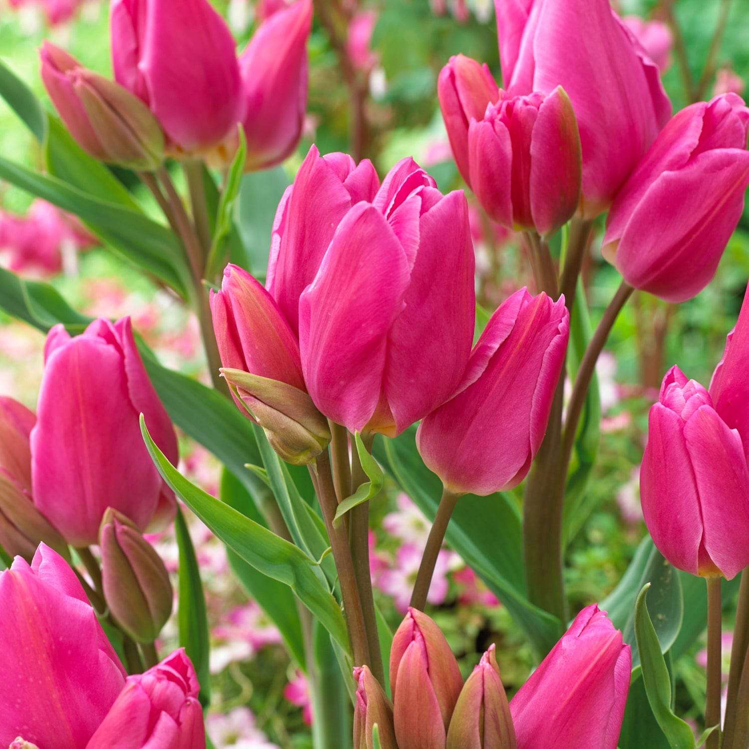 Tulipan 'Happy Family'