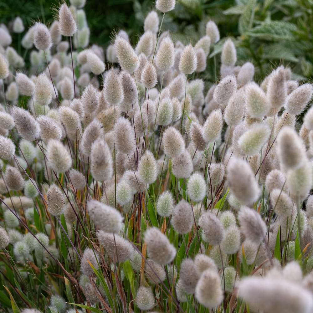 Harehale 'Bunny Tails' (frø)