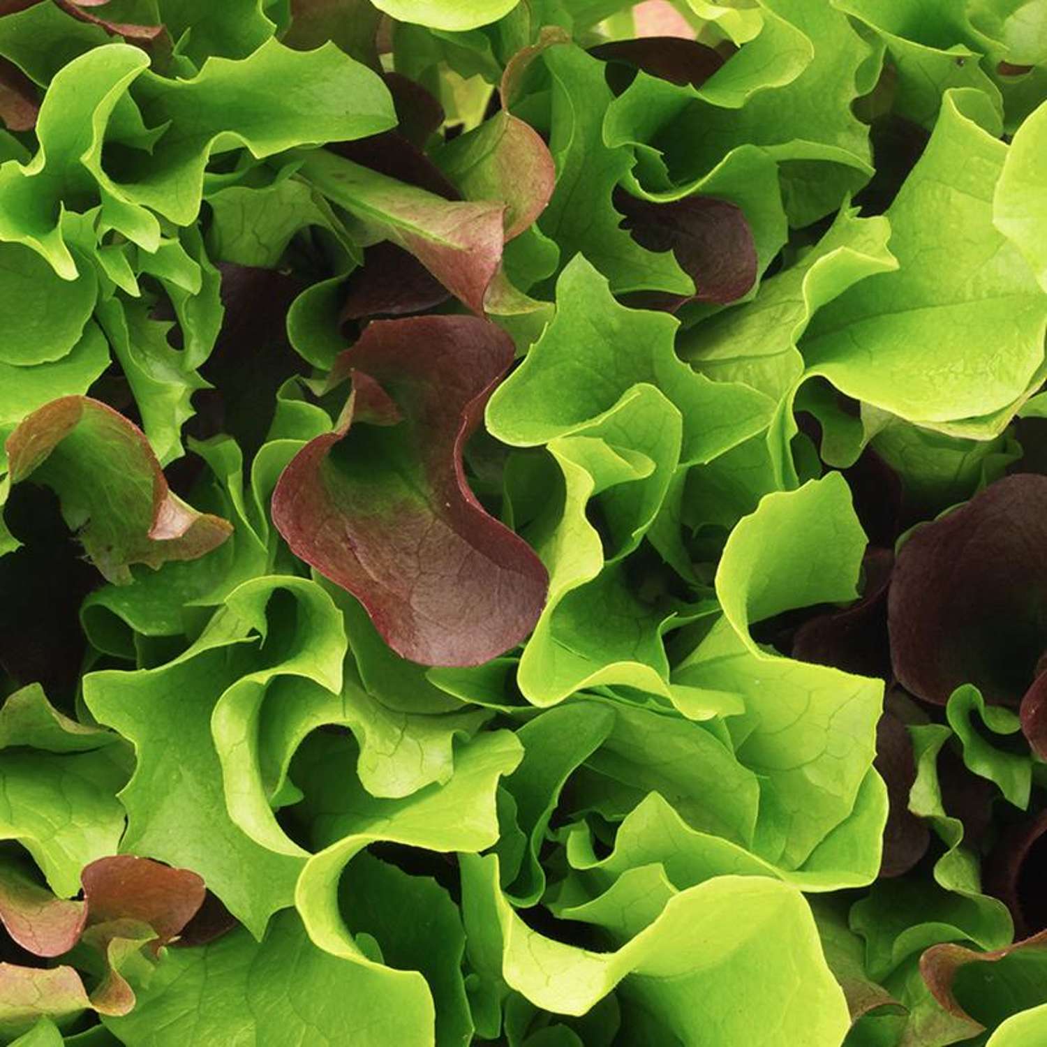 Havesalat 'Salat Mix Mesclun' (ØKO frø)