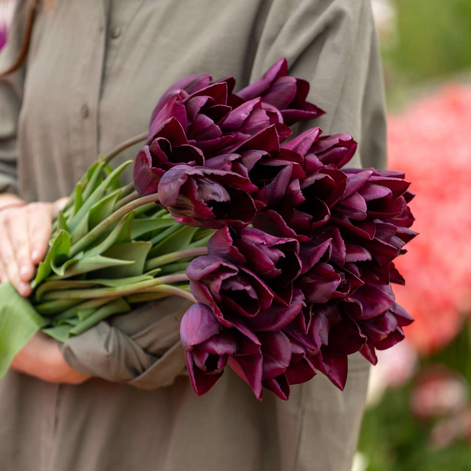 Tulipan 'Havran'