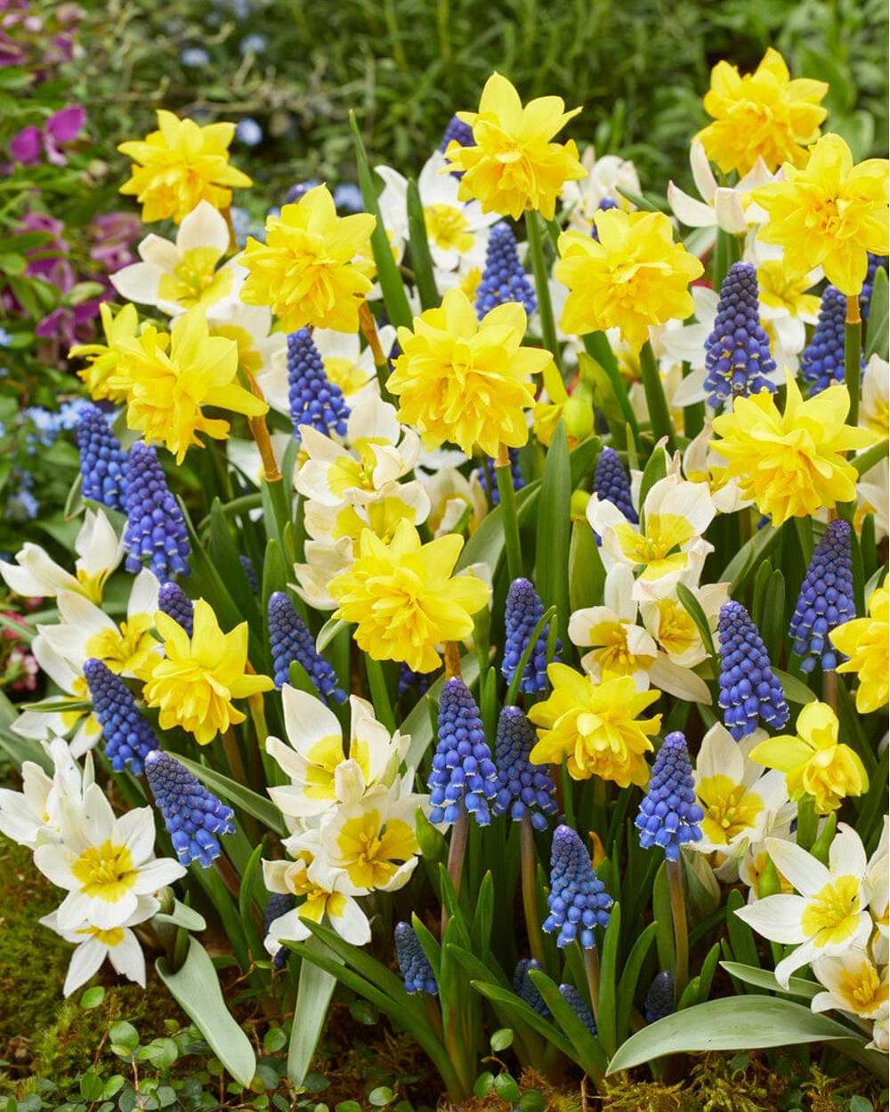 Løgblanding 'Helle'