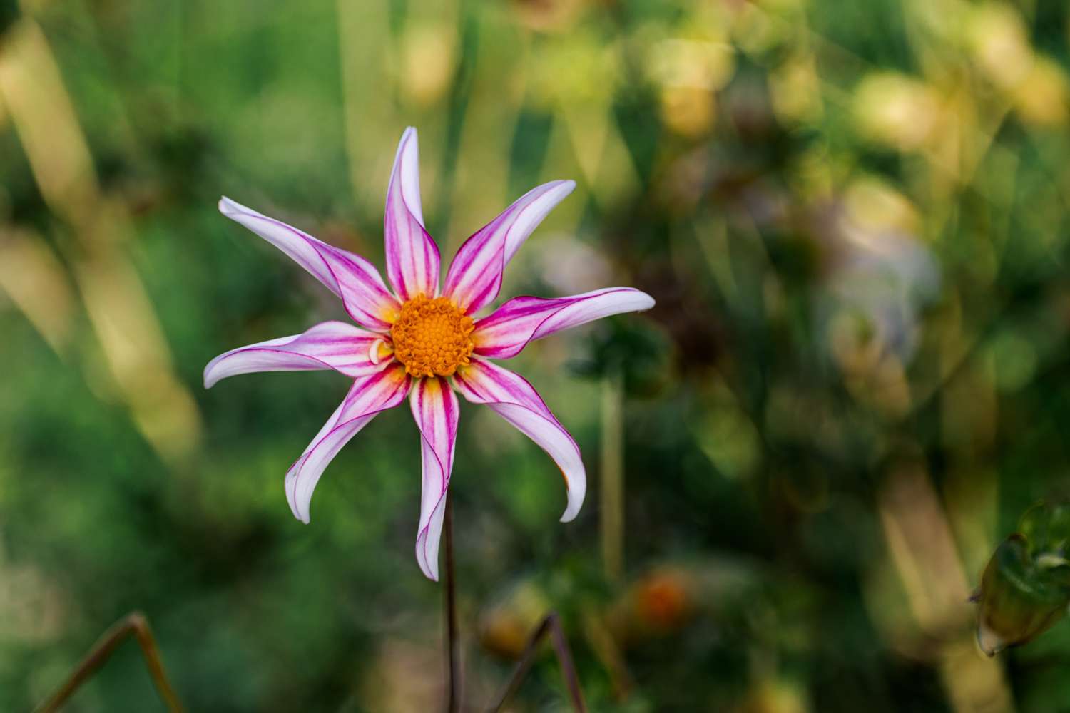 Dahlia 'Honka Fragile'