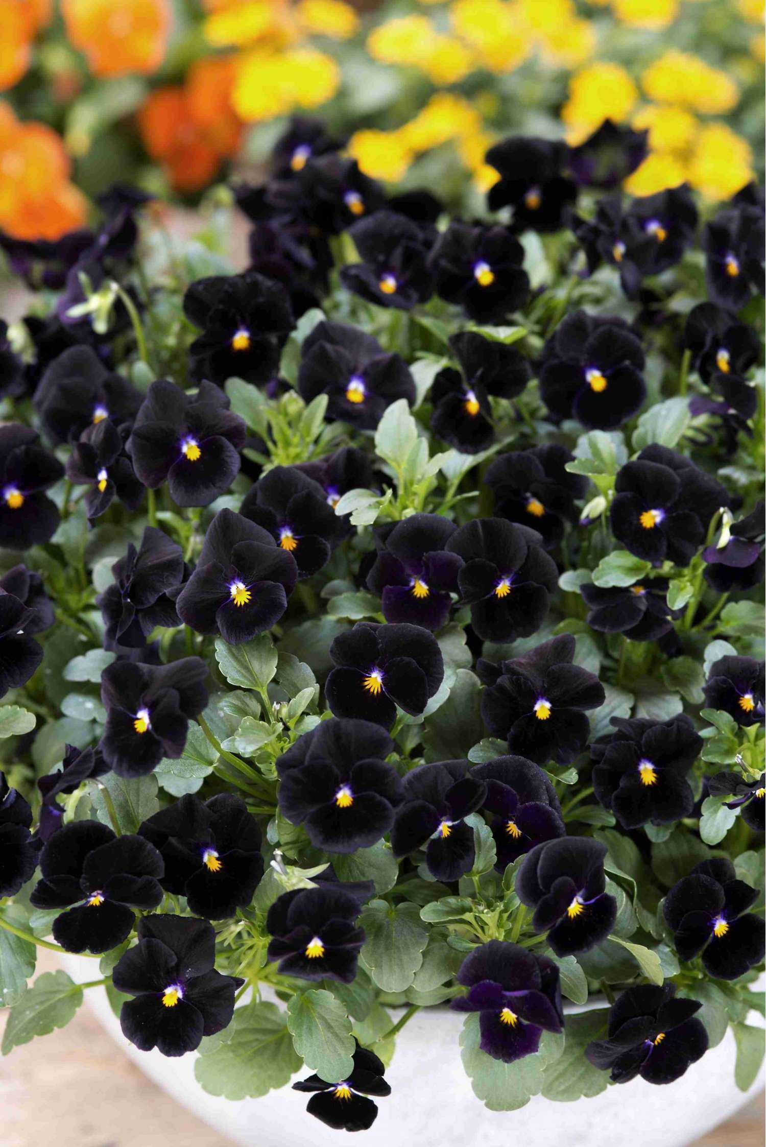 Hornviol 'Back To Black' (frø)