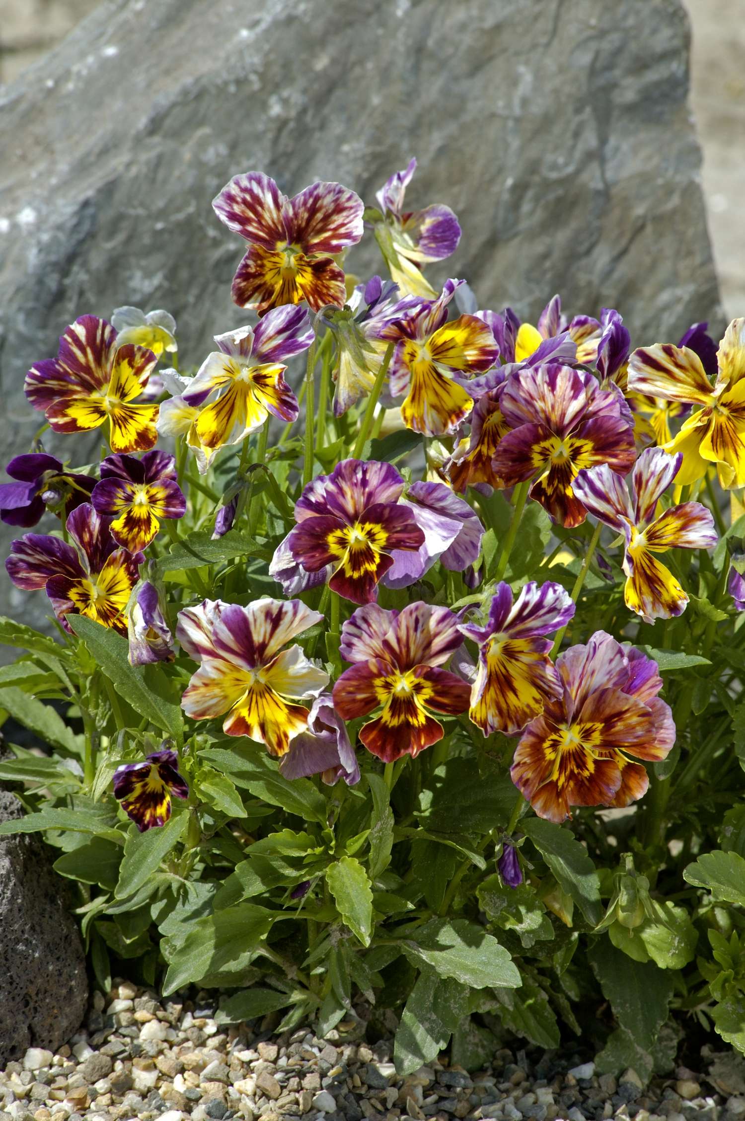 Hornviol 'Brush Strokes' (frø)