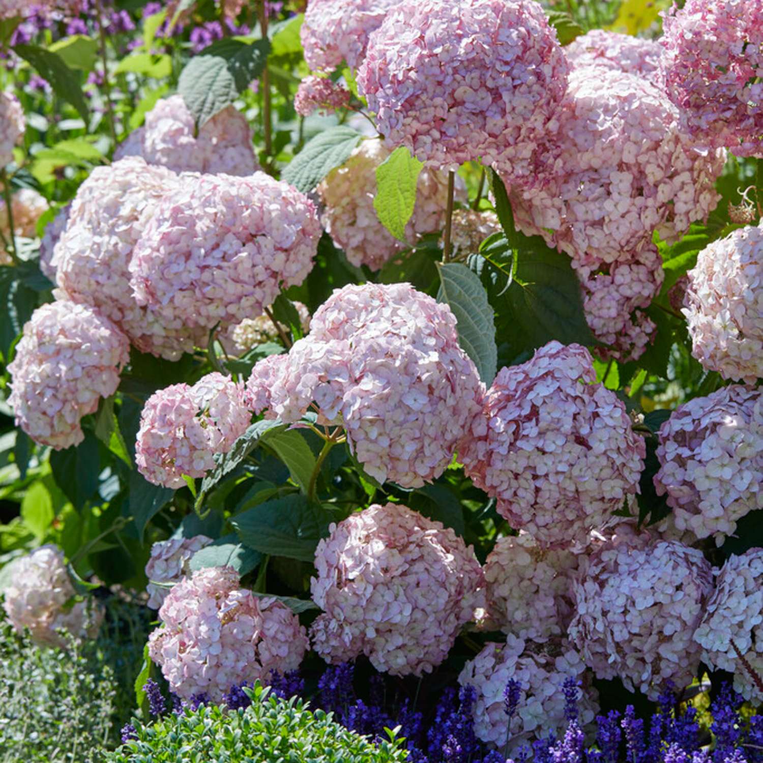 Hortensia 'Candybelle Bubblegum'