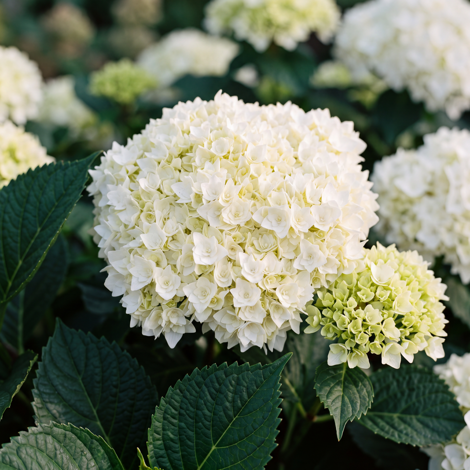 Hortensia 'Doppio Freddo'