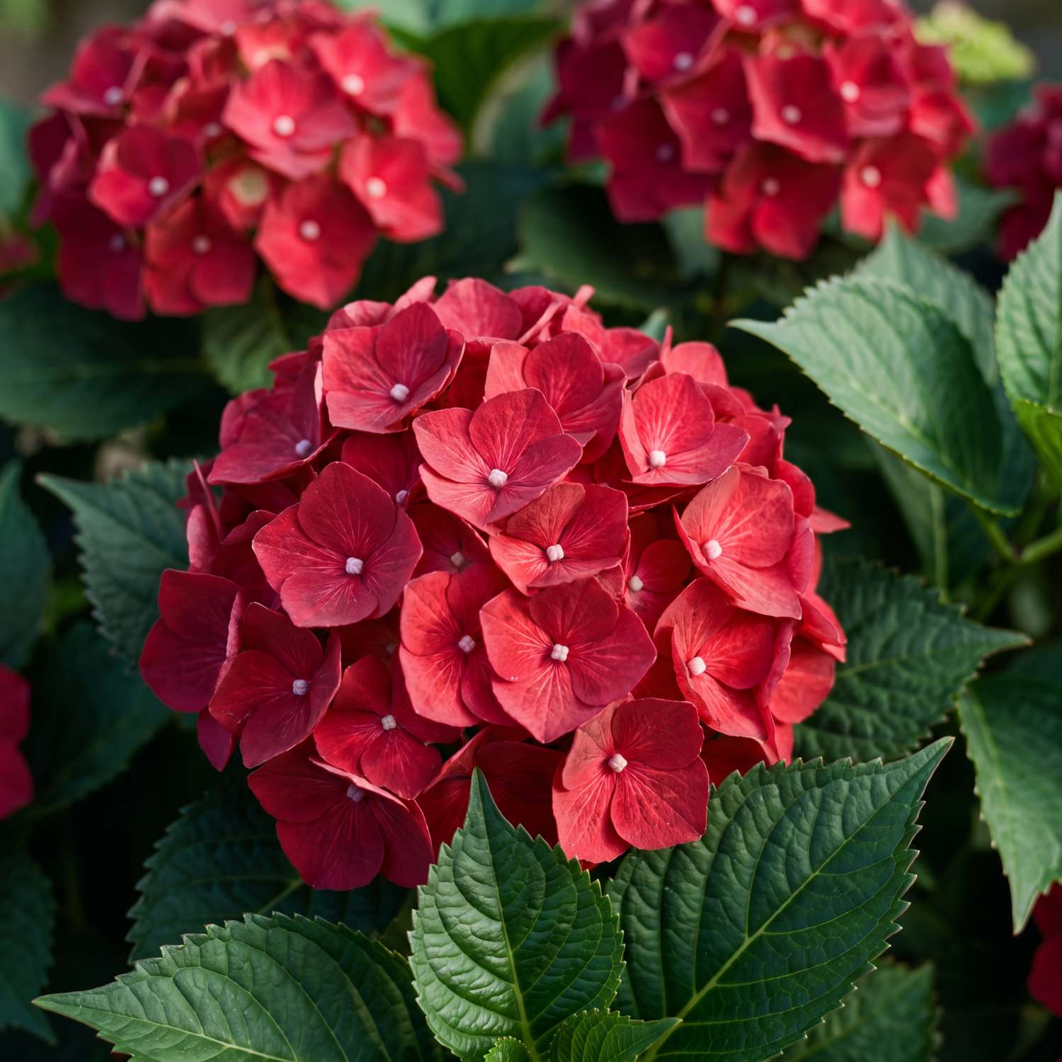 Hortensia 'Rebellion Ferrari Love'