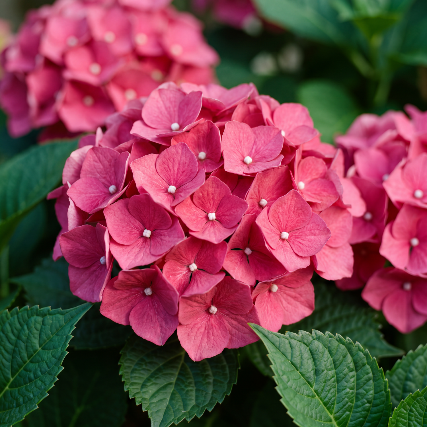 Hortensia 'Rebellion Pink Love'