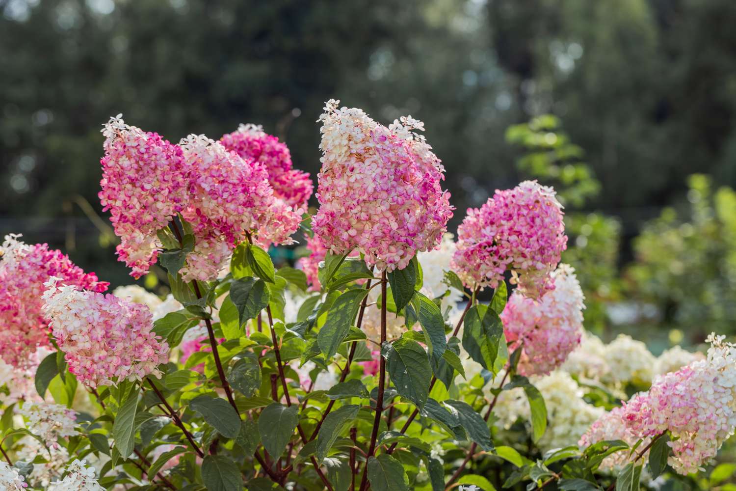 Hortensia 'Vanille Fraise'