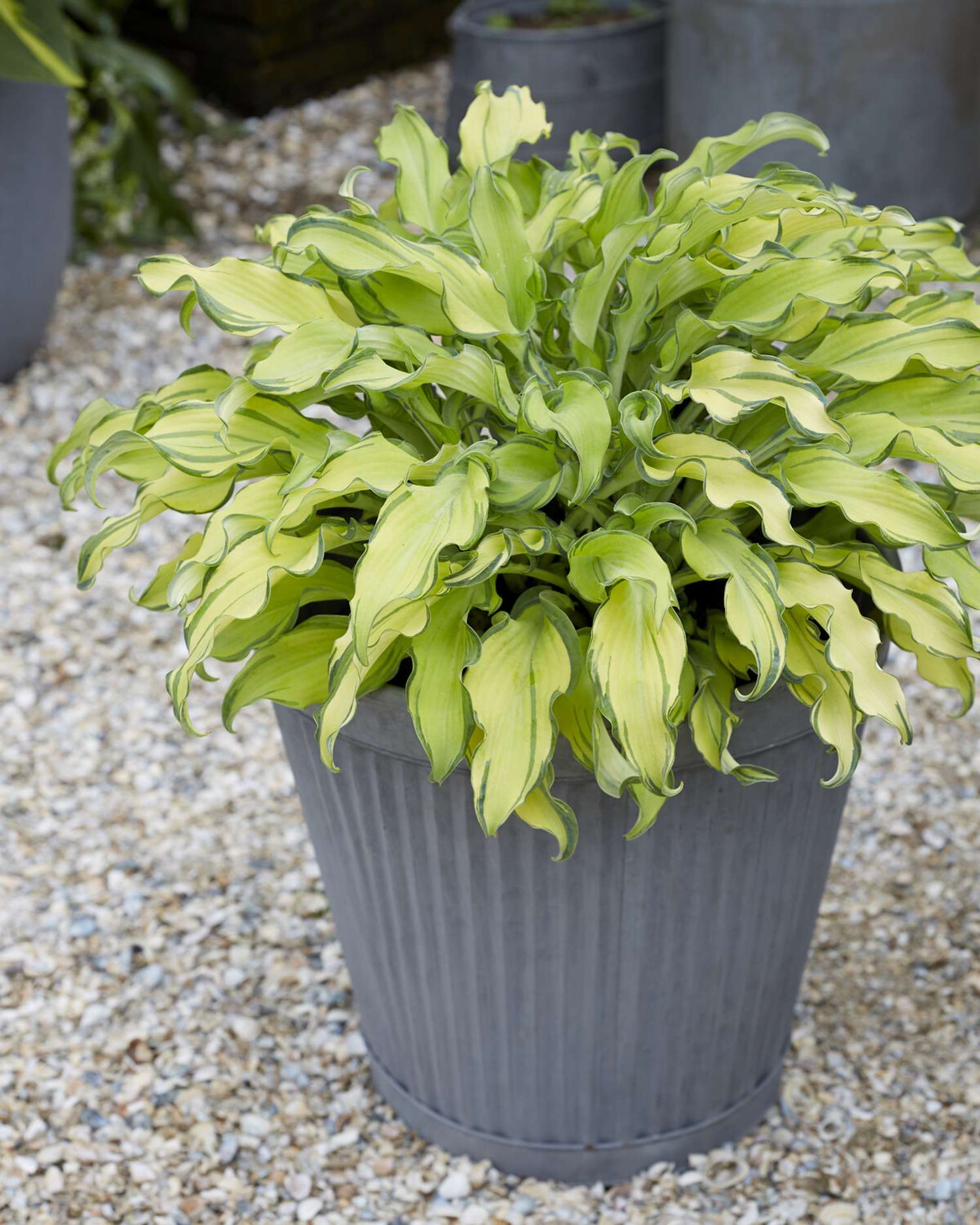 Hosta 'Gravity Rocks'