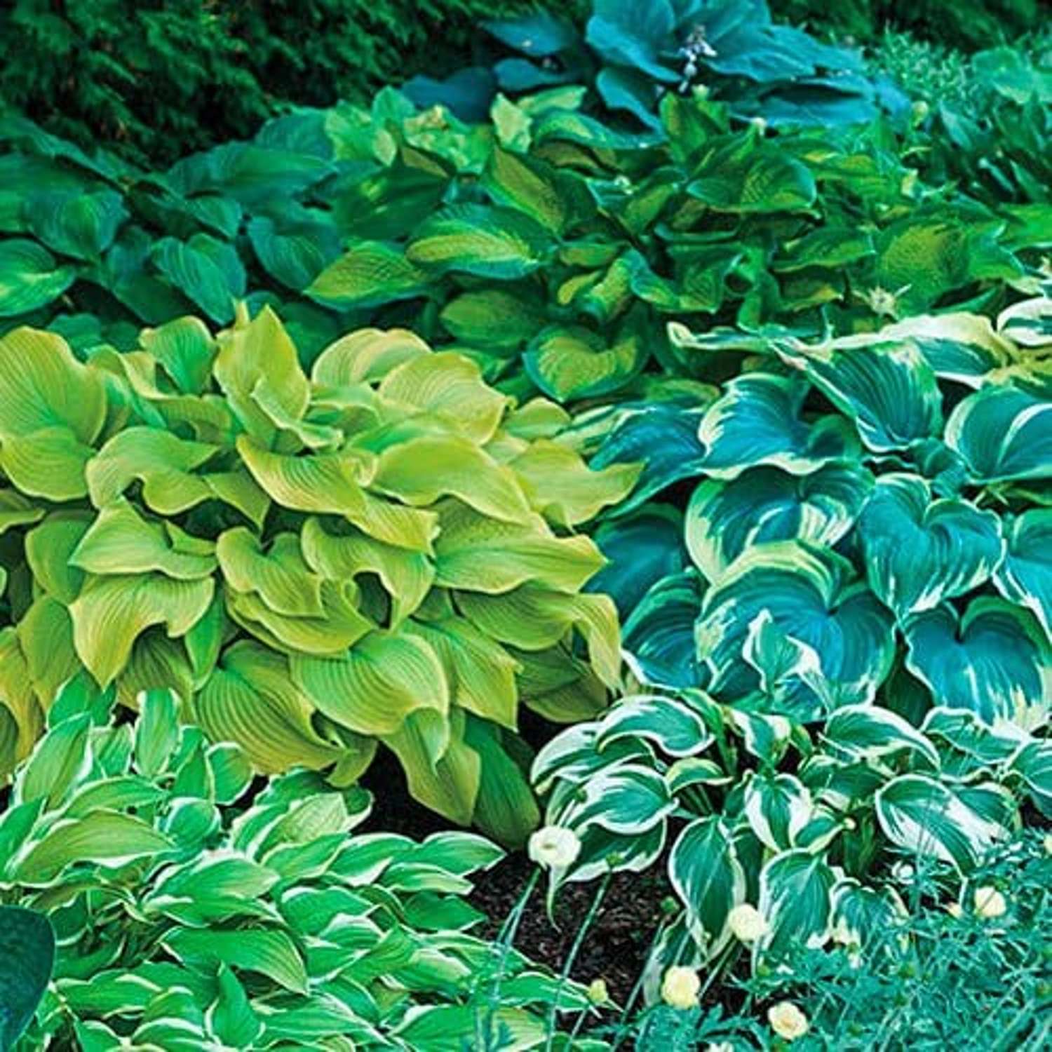 Hosta Mix