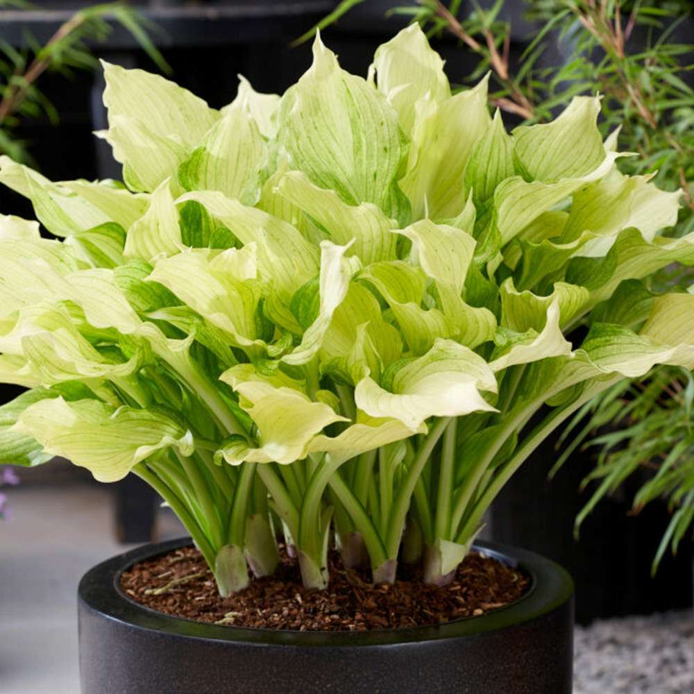 Hosta 'White Feather XXL'