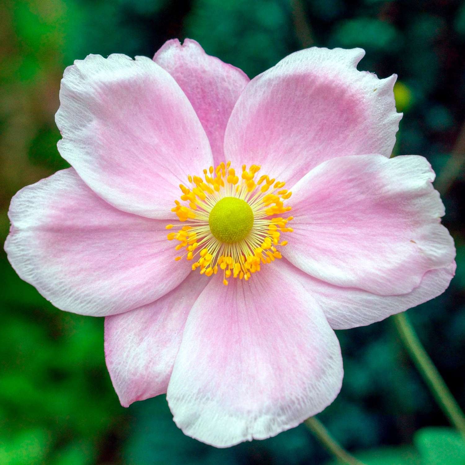 Høstanemone 'September Charm' (Anemone × hybrida)