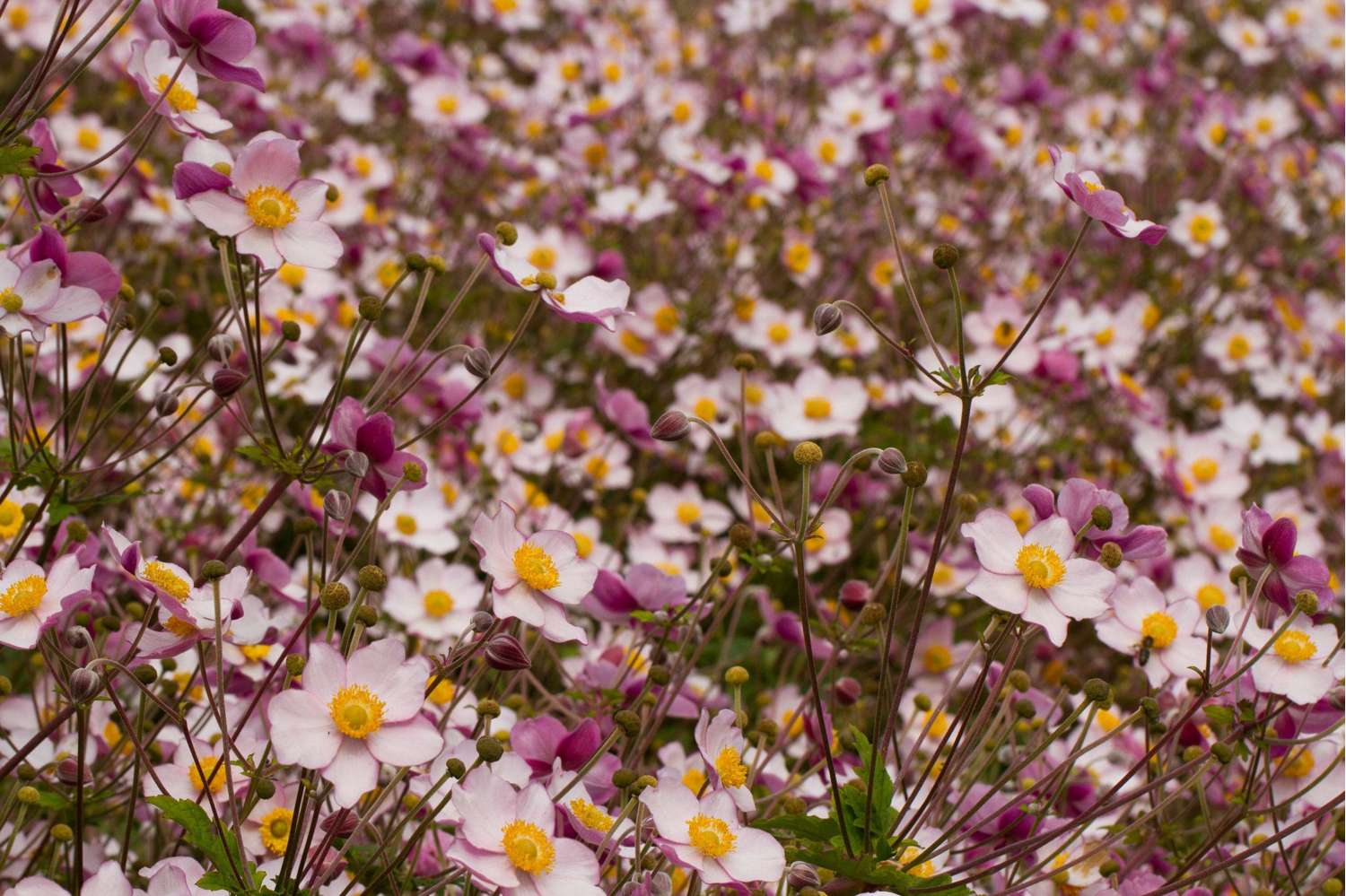 Høstanemone 'September Charm' (Anemone × hybrida)