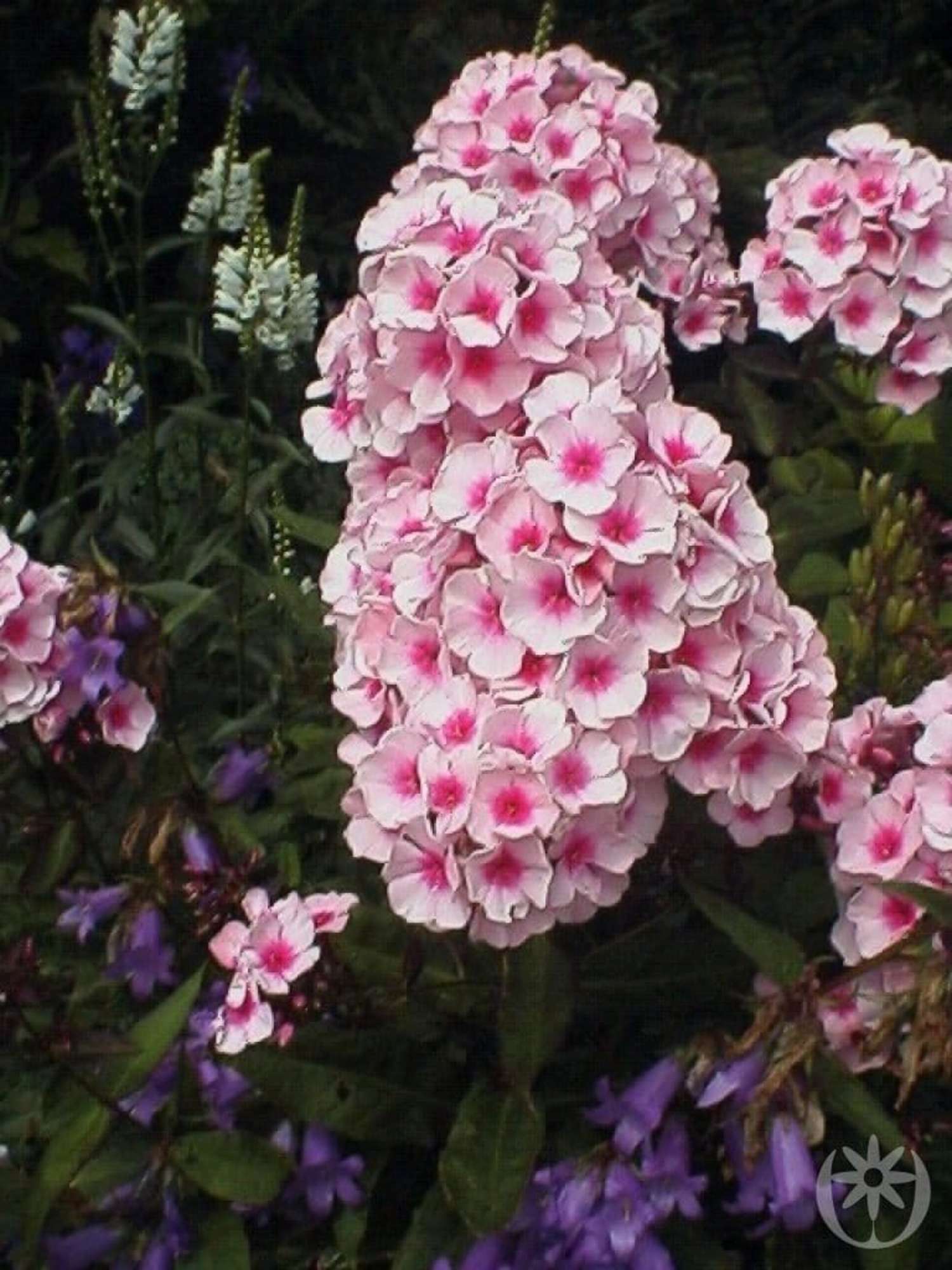 Høstfloks 'Bright Eyes' (Phlox paniculata)