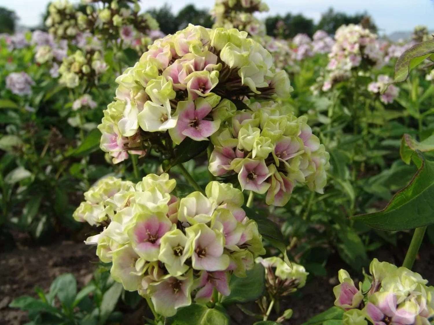 Høstfloks 'Sherbet Blend'