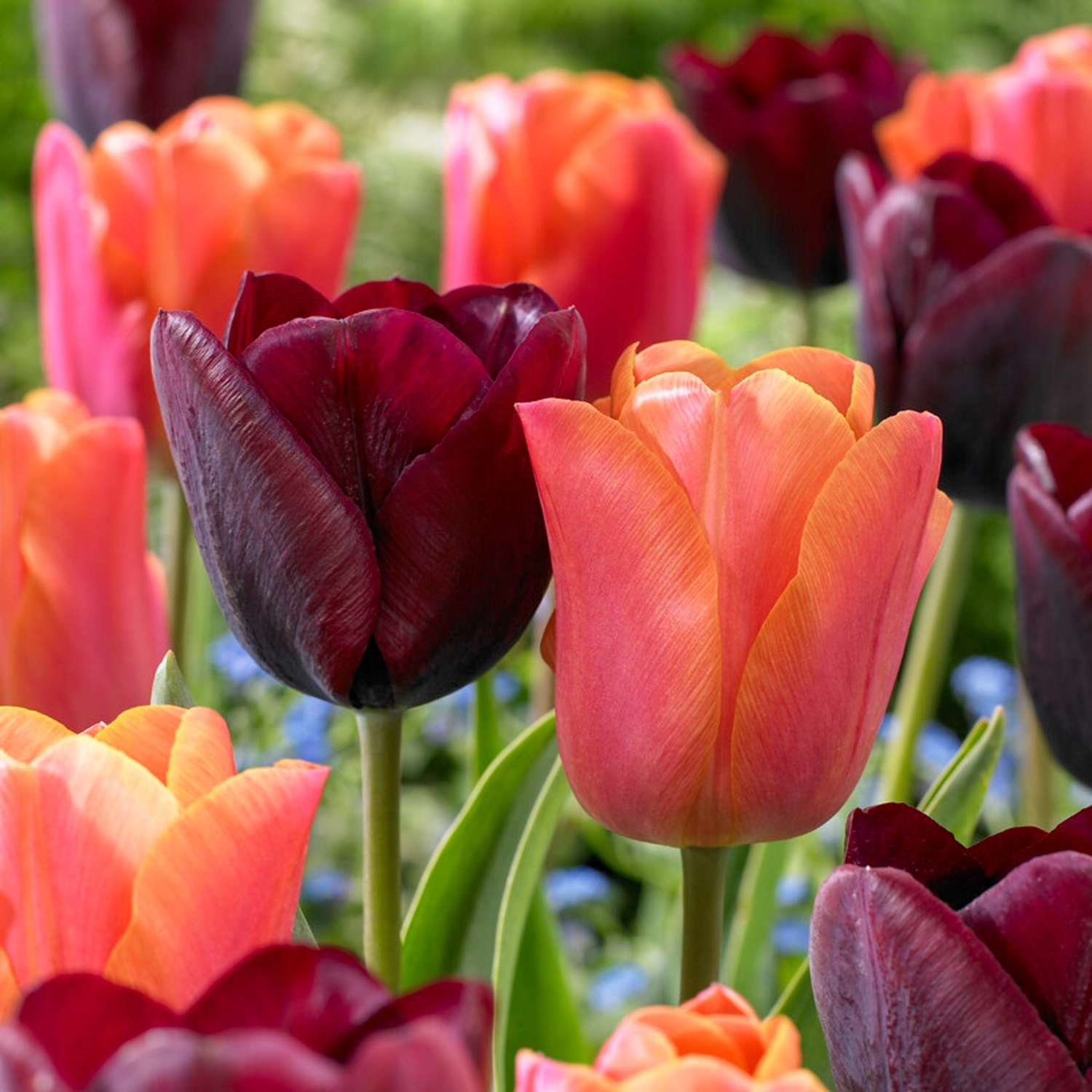 Tulipanblanding 'Hugo'