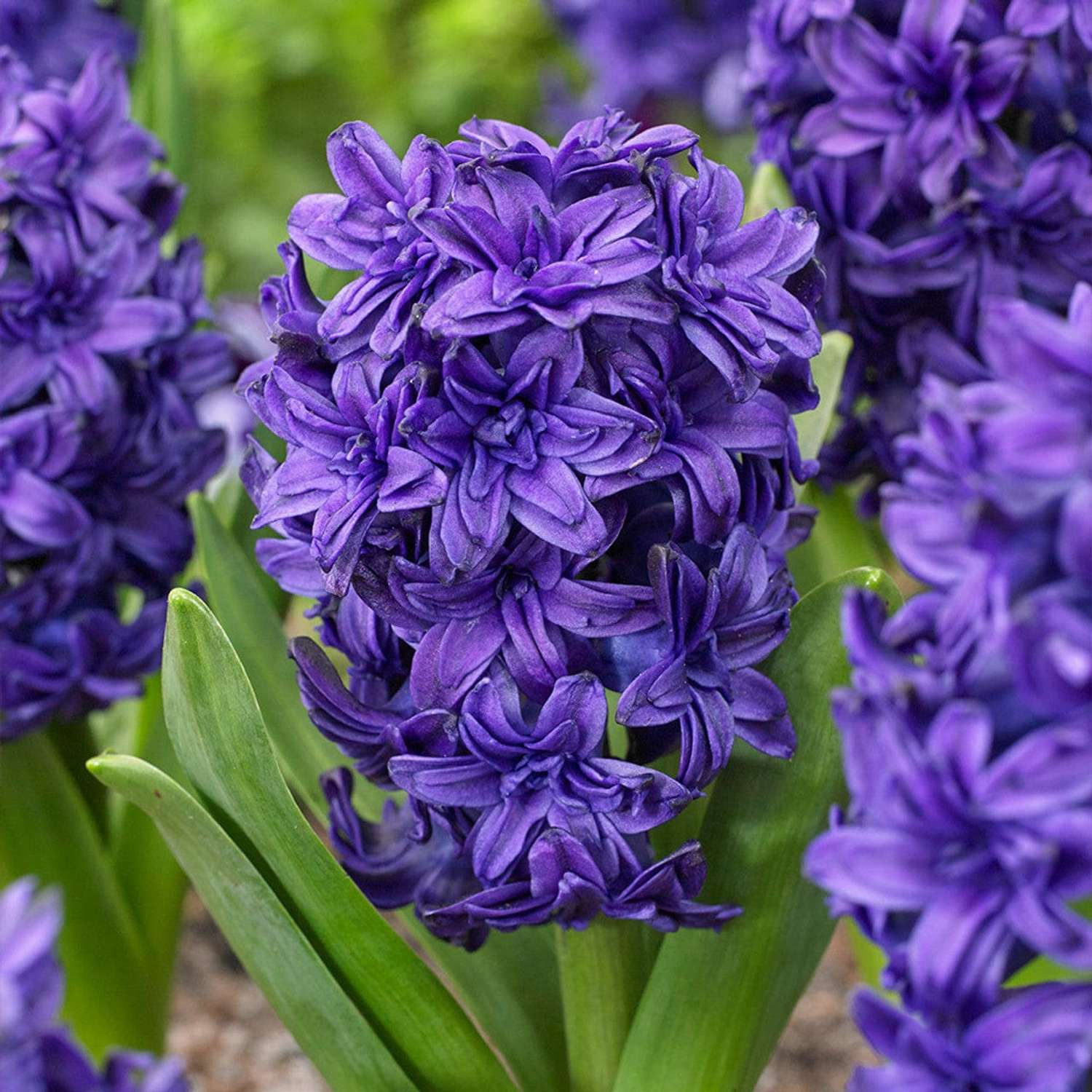 Hyacint 'Manhattan'