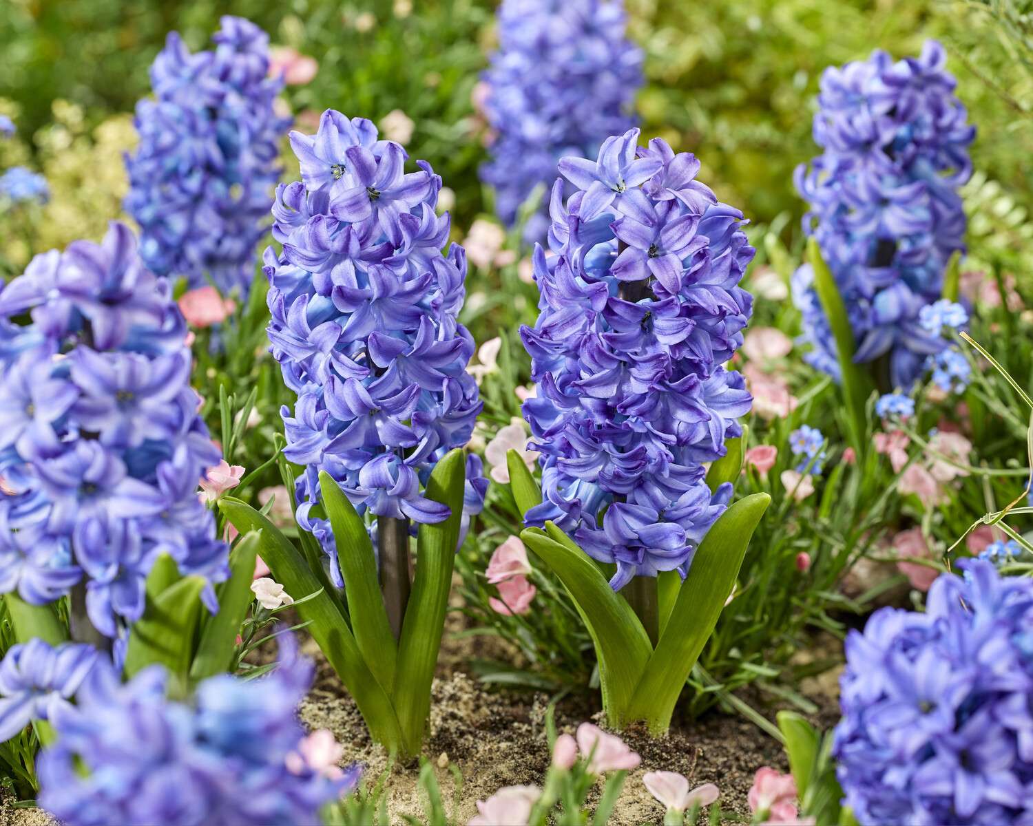 Hyacint 'Aqua'