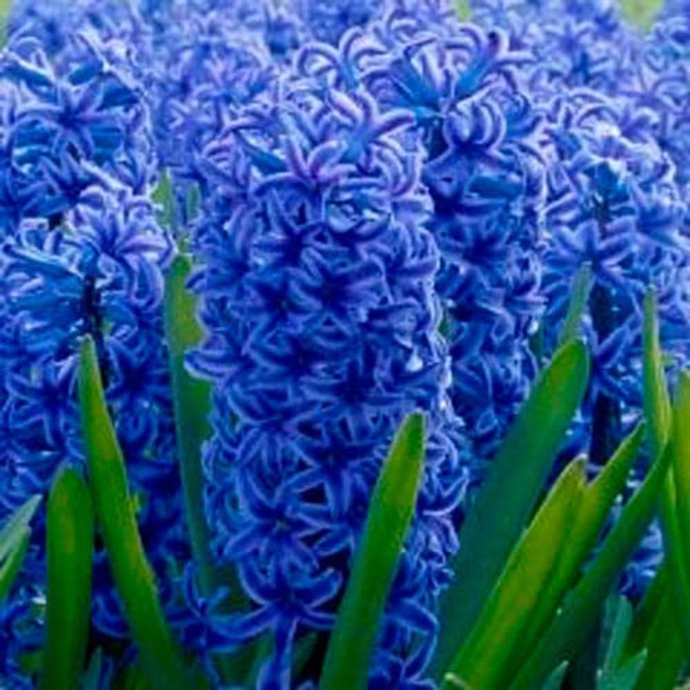 Hyacint 'Blue Jacket'