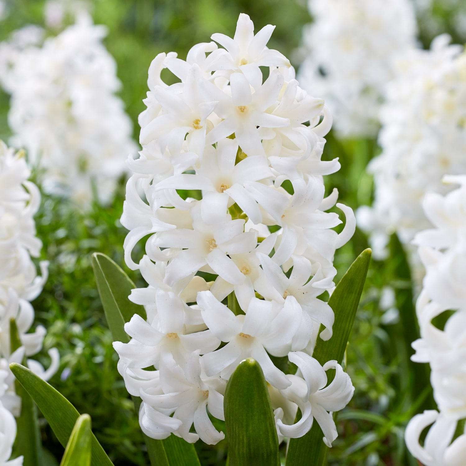 Hyacint 'Carnegie'