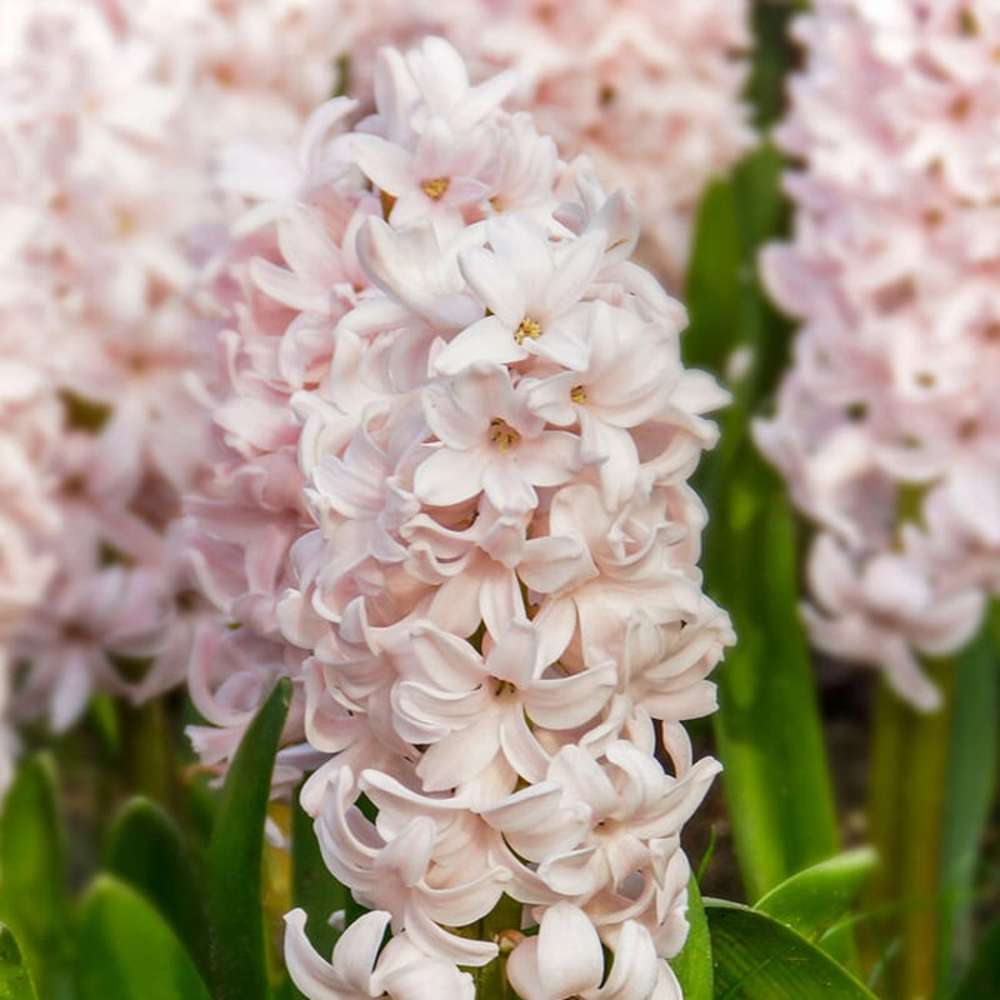 Hyacint 'China Pink'