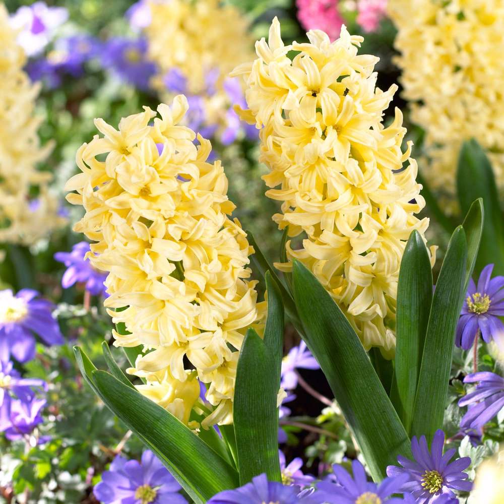 Hyacint 'City of Haarlem'