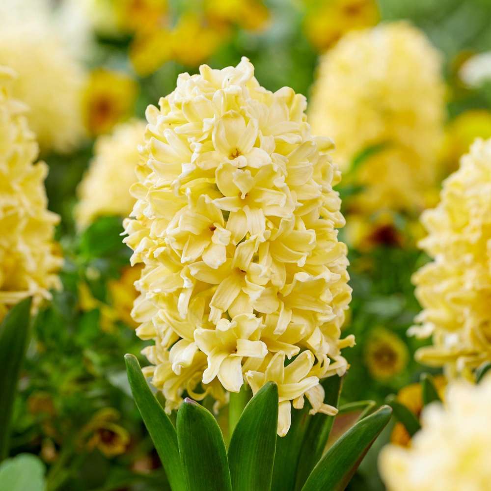Hyacint 'Yellowstone'