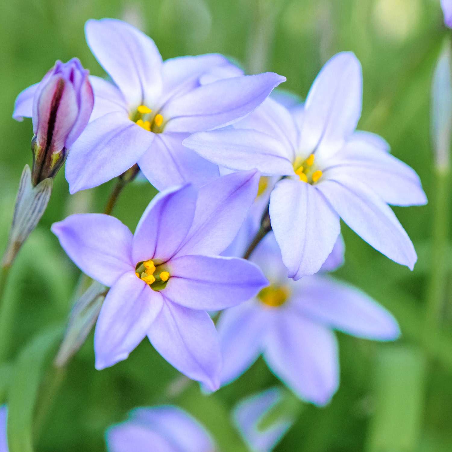 Ipheion 'Blue Wisley'
