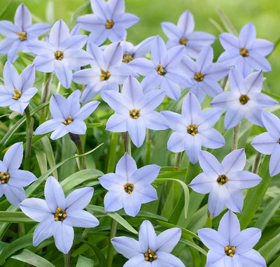 Ipheion uniflorum 'Blue Wisley'