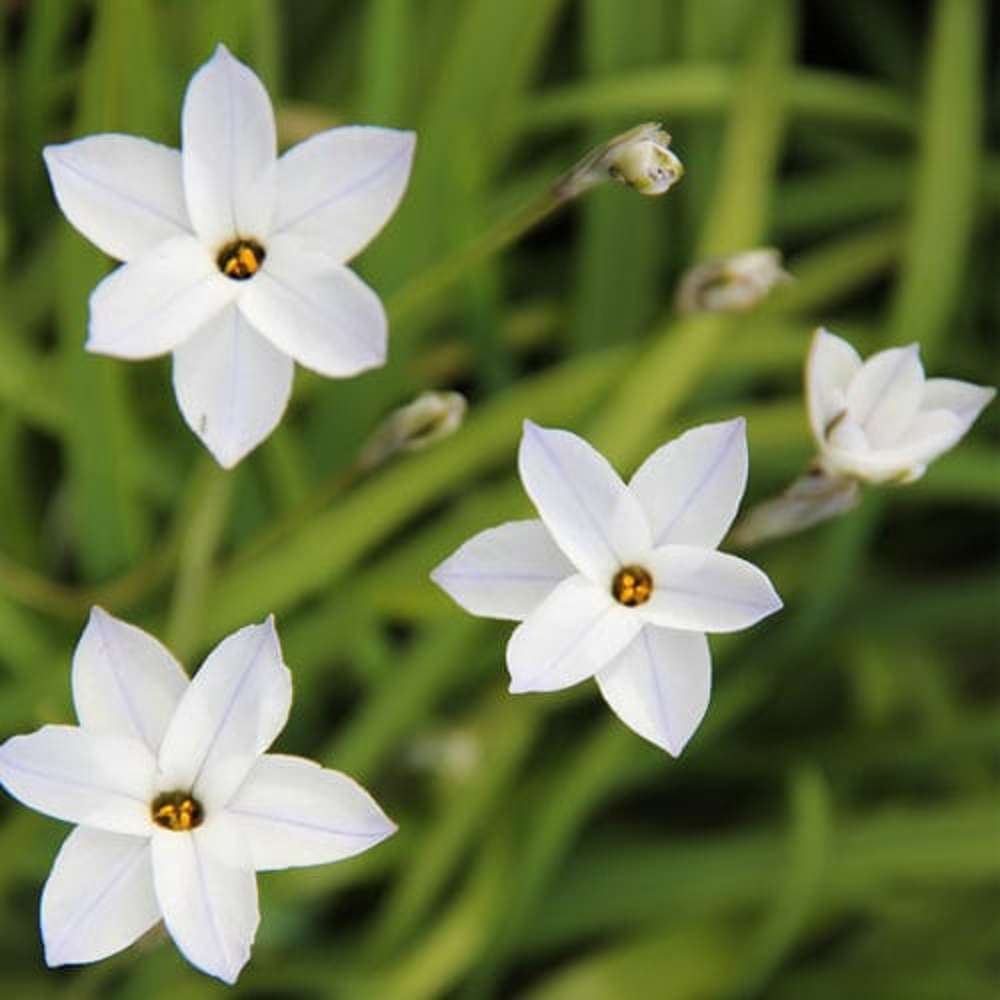 Ipheion 'White Star'