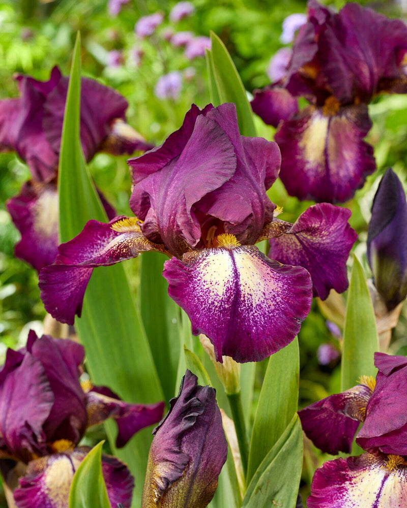 Iris germanica &