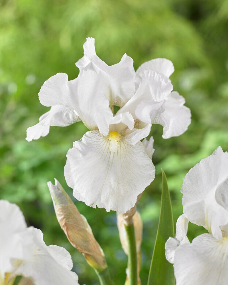 Iris germanica &