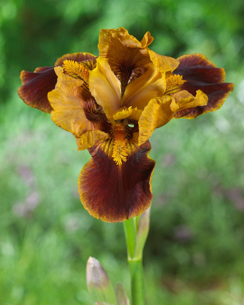 Iris germanica &