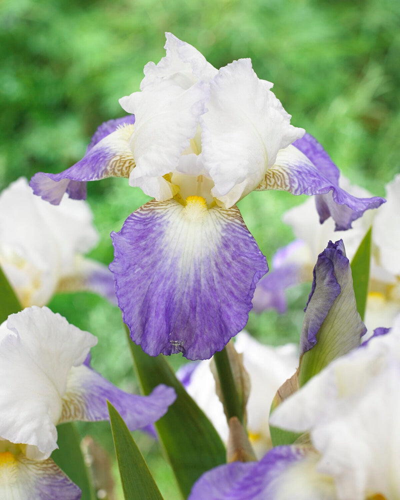 Iris germanica &