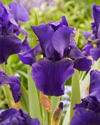 Iris germanica 'Superstition'