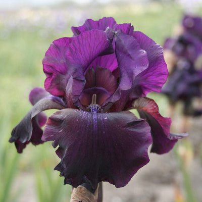 Iris germanica 'Superstition'