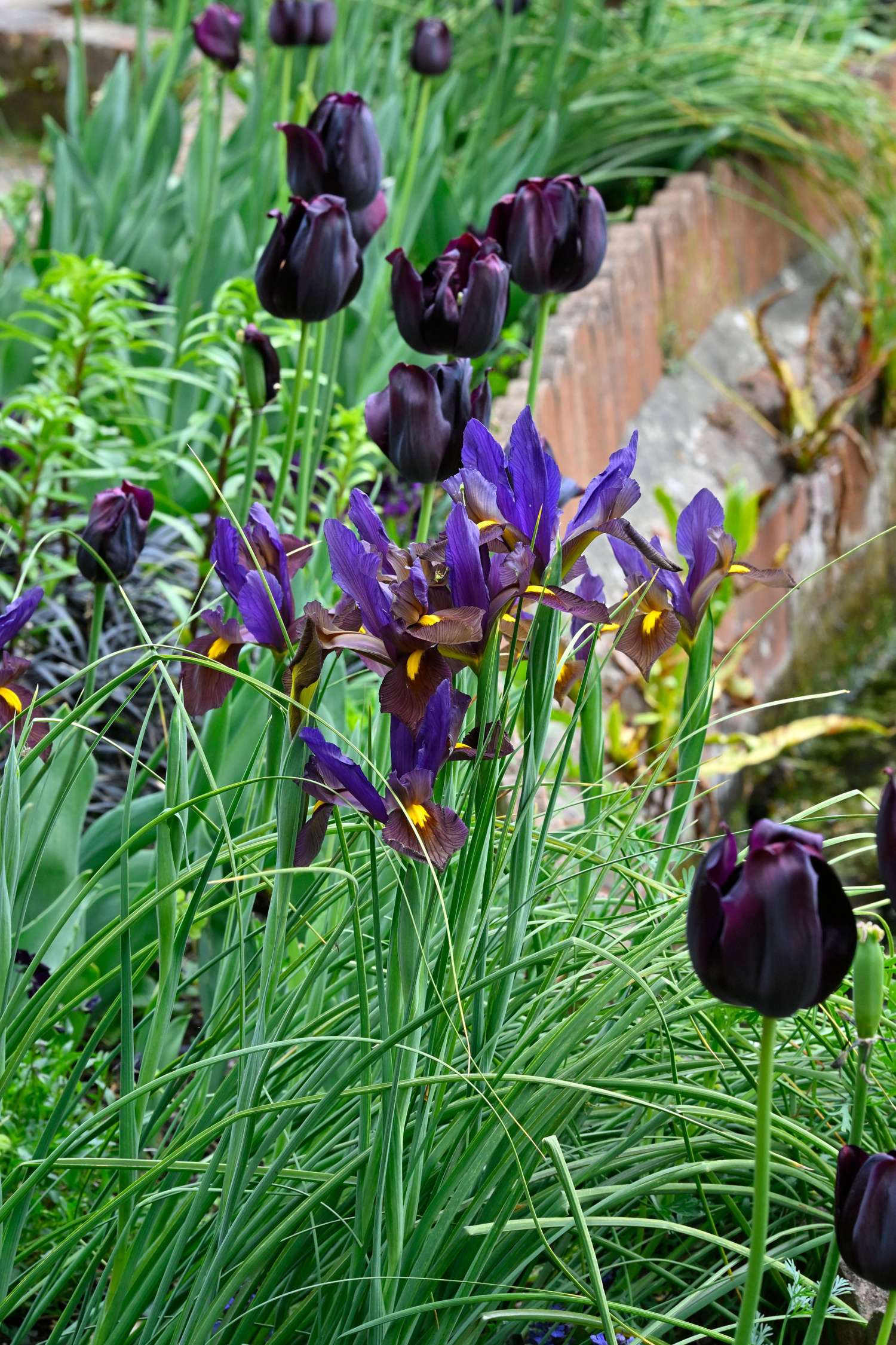 Iris Hollandica 'Eye of the Tiger'