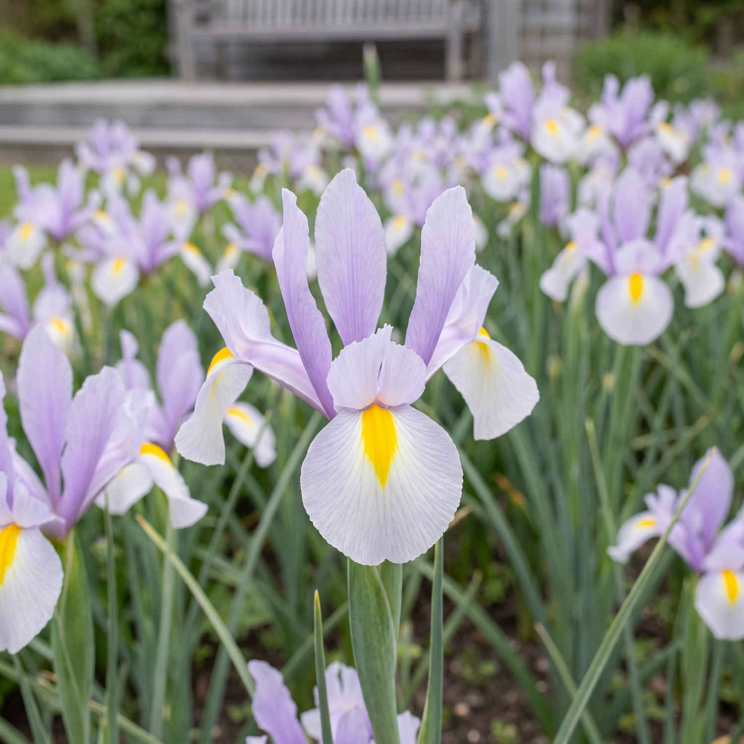 Iris hollandica 'King Mauve'