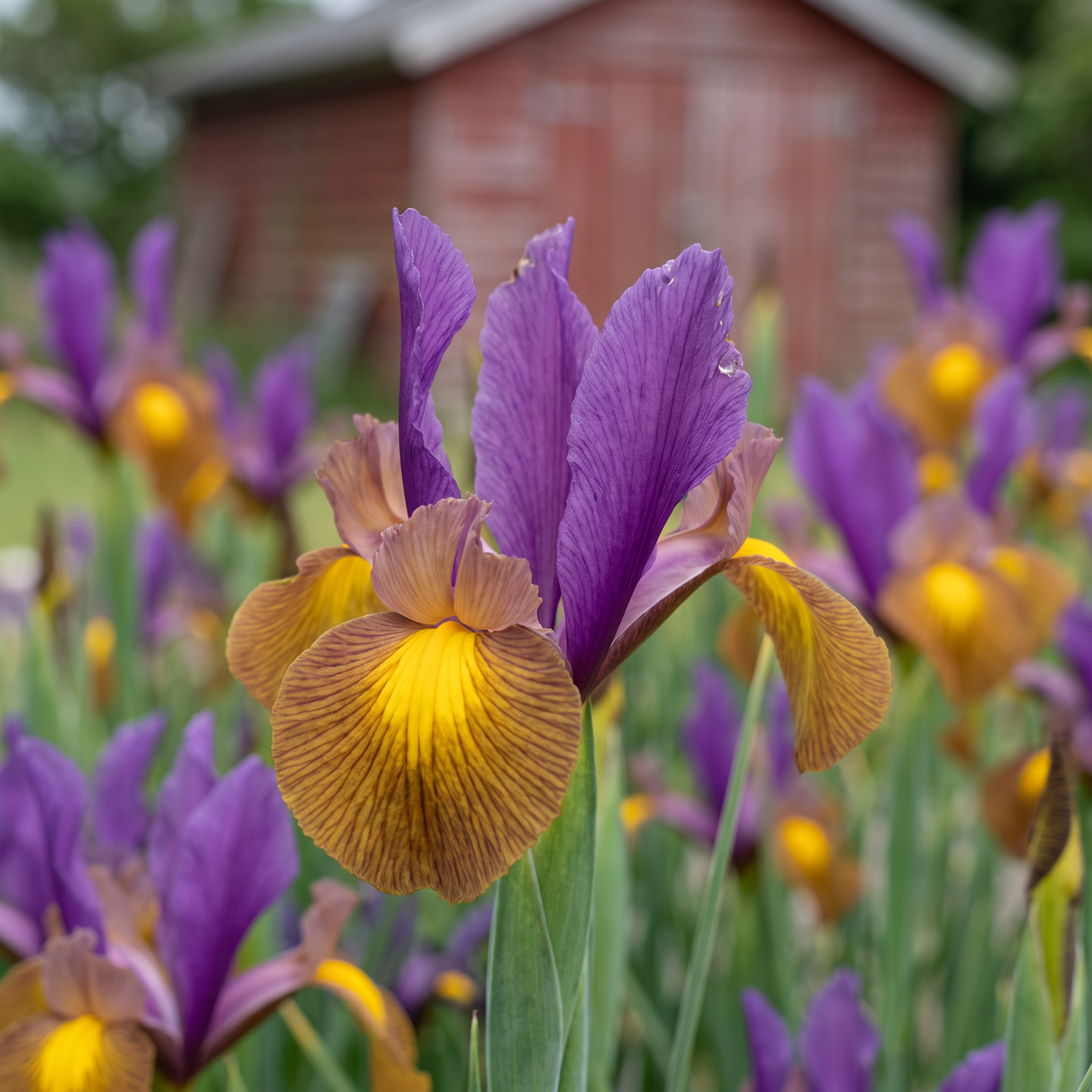 Iris Hollandica 'Picasso'