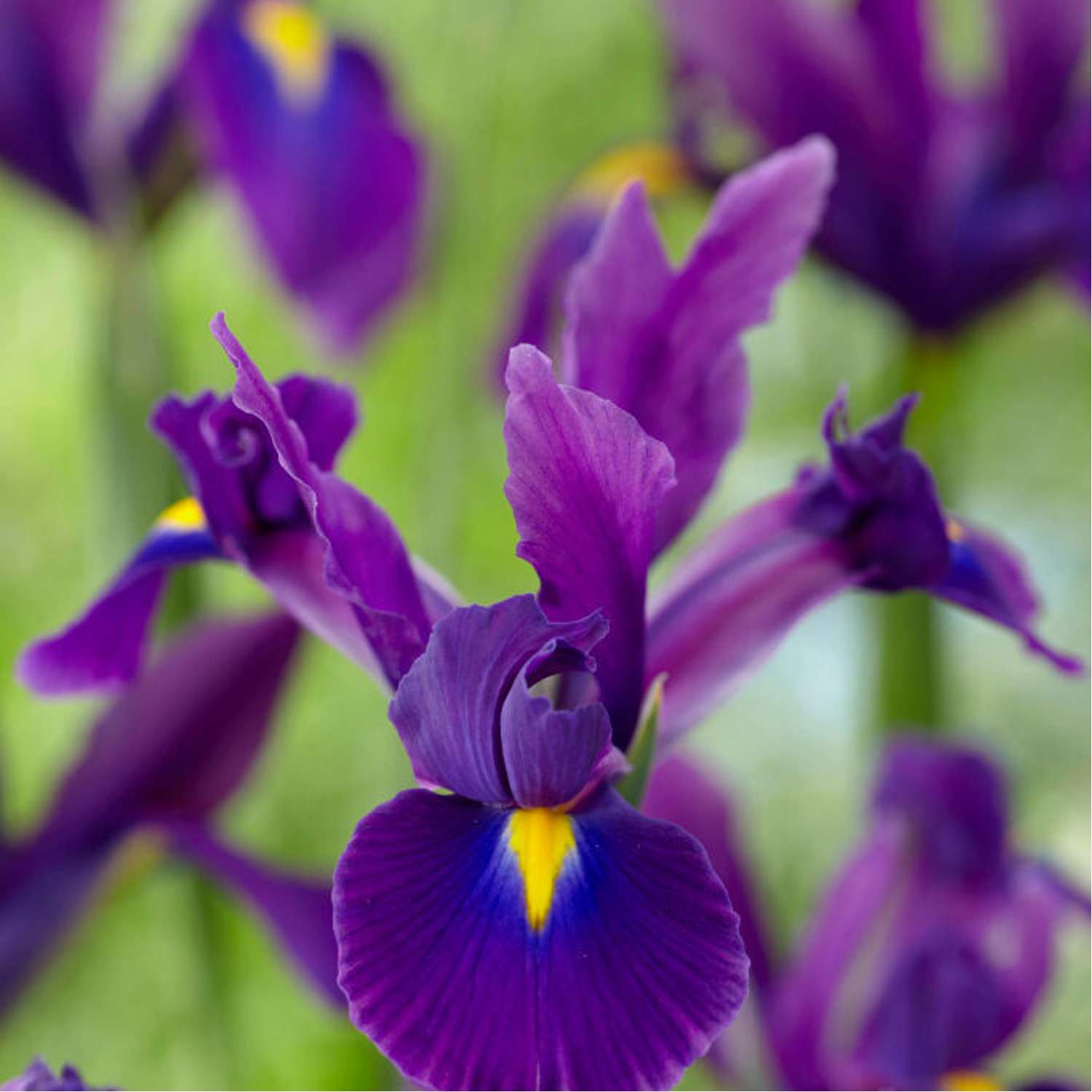 Iris hollandica 'Purple Sensation'