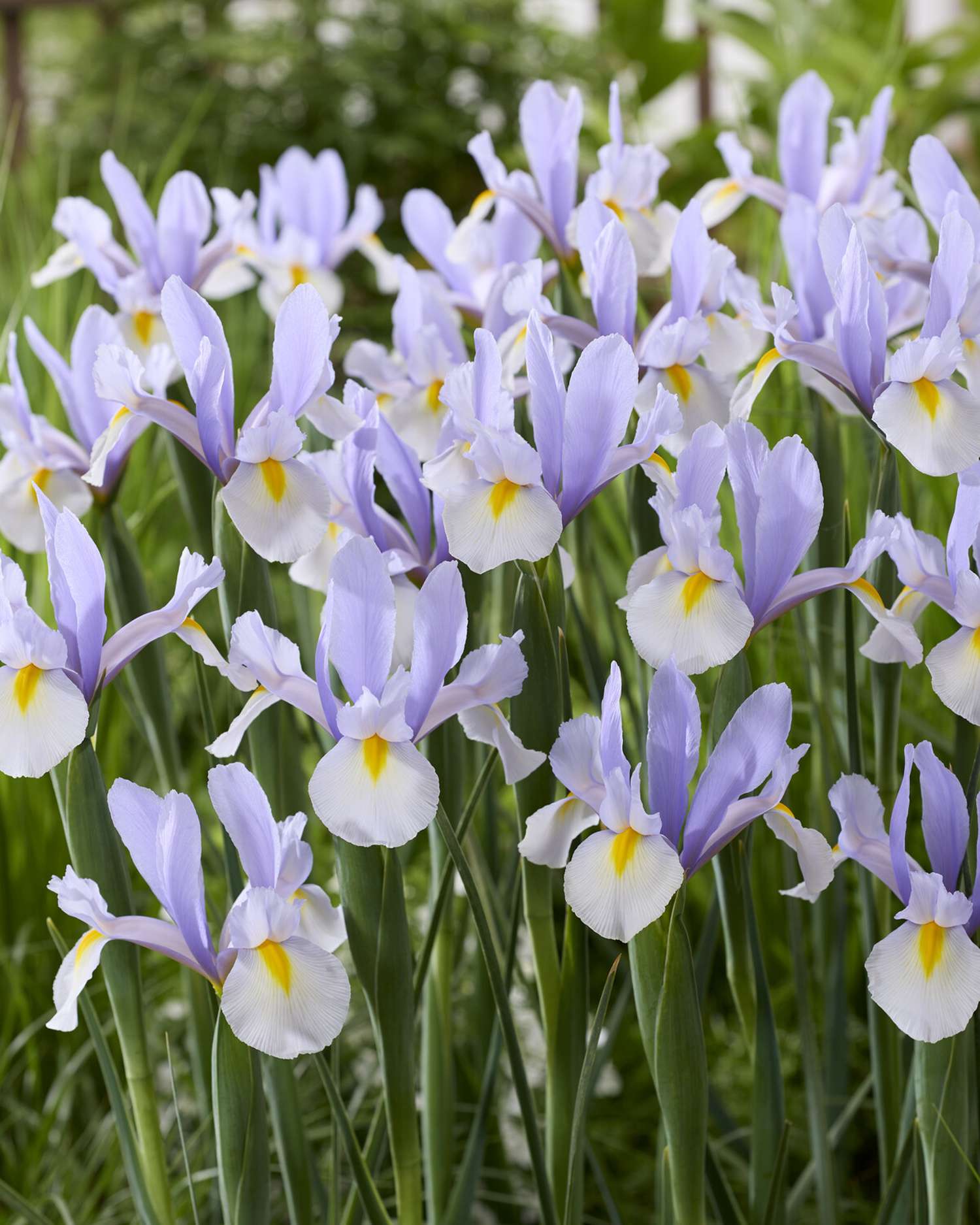 Iris Hollandica 'Silver Sky'