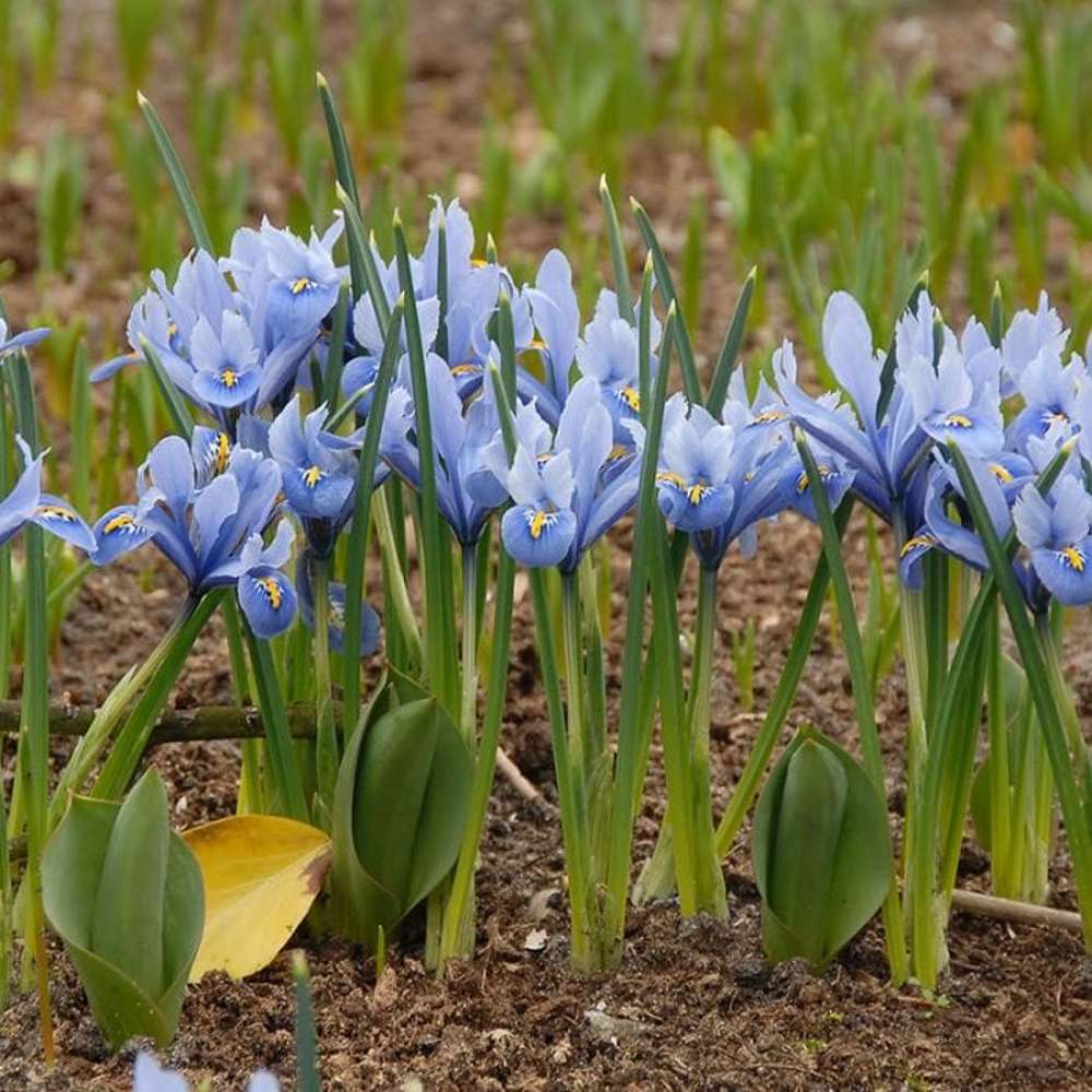 Iris Reticulata 'Alida'