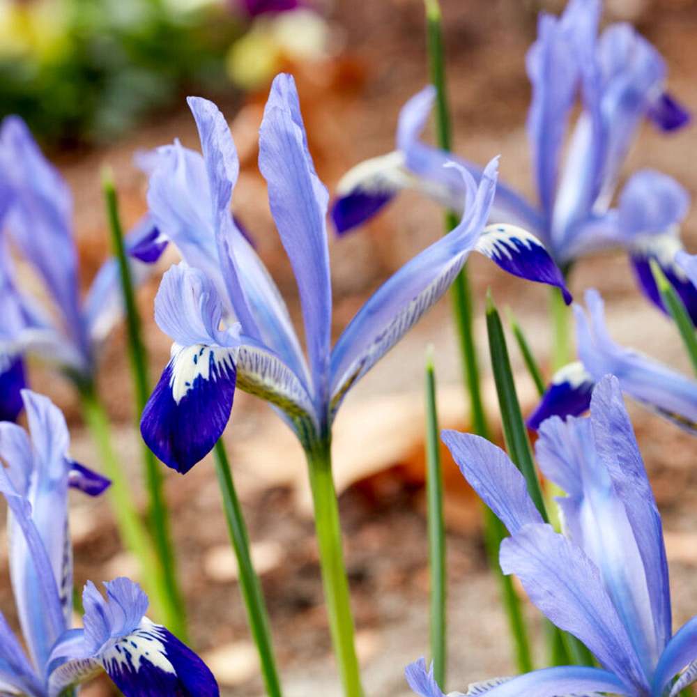 Iris reticulata 'Clairette'