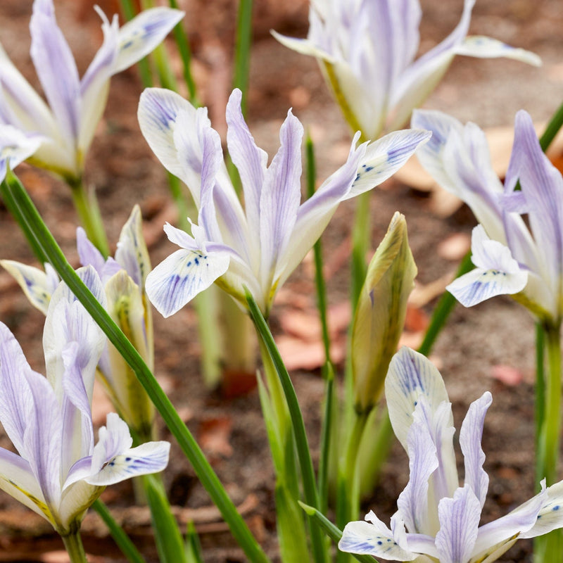 Iris reticulata &
